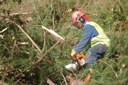 Mechanizacja pozyskania drewna w Finlandii powoduje, ze na znaczeniu trzaci grupa wykwalifikowanych pilarzy (Fot. LakeviewImages/shutterstock.com)